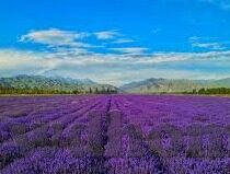 播报足球比分的比分网-揭秘！那些让球迷心跳加速的足球比分播报网站，哪家才是你的心头好？