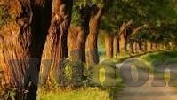 西班牙女人足球比分-西班牙女足，比分背后的荣耀与梦想